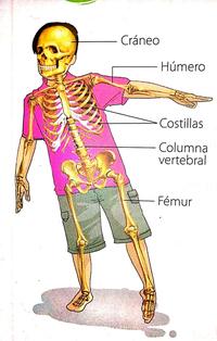 developmental biology Flashcards - Quizizz