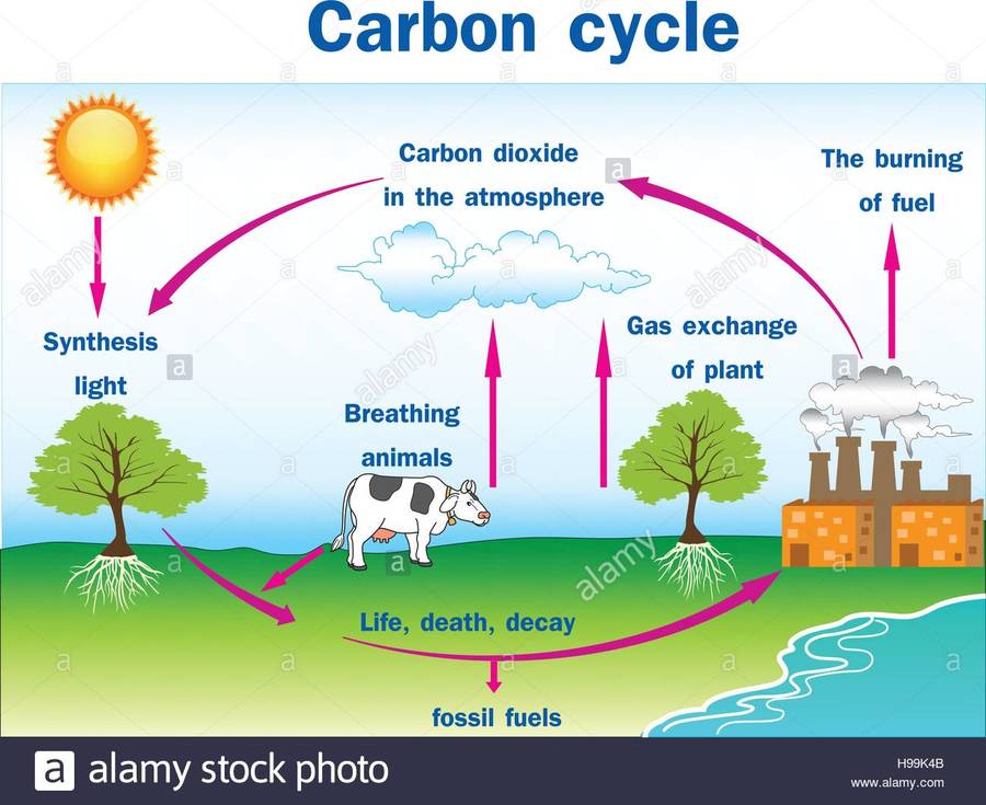 Carbon Cycle | Other Quiz - Quizizz