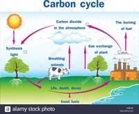 Carbon Cycle