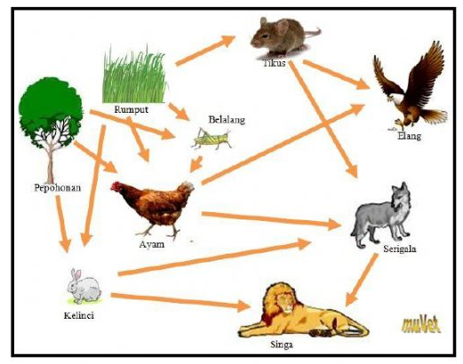 Food Chain | Quizizz