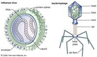 viruses - Grade 12 - Quizizz