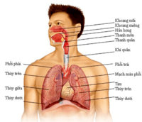 hệ thống tuần hoàn và hô hấp - Lớp 8 - Quizizz