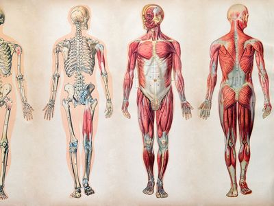 human biology - Grade 3 - Quizizz