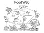 Food Web Vocabulary