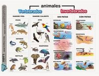 vertebrados e invertebrados - Grado 5 - Quizizz