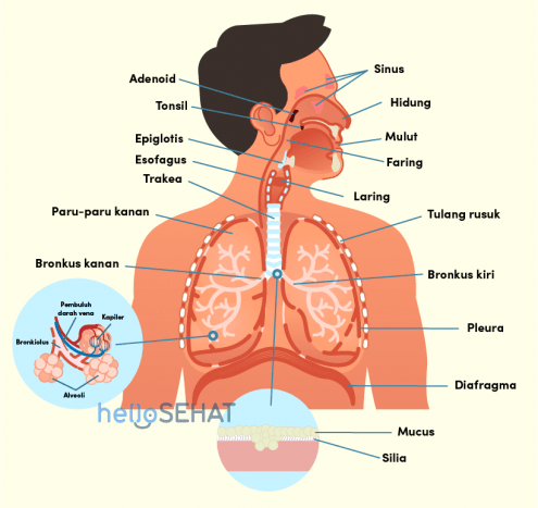 Jaringan dalam paru-paru yang berfungsi sebagai tempat pertukaran gas oksigen dan karbon dioksida adalah