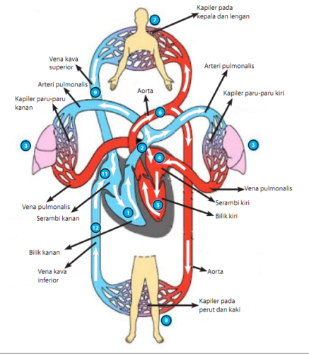 sistem peredaran darah dan pernapasan Kartu Flash - Quizizz