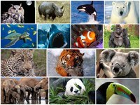 biodiversidad y conservación Tarjetas didácticas - Quizizz