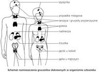 Układ Słoneczny - Klasa 6 - Quiz