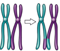 El ciclo celular y la mitosis. - Grado 12 - Quizizz