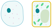 plant and animal cell - Year 4 - Quizizz