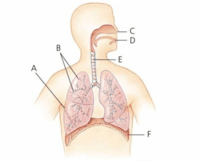 the reproductive system - Class 10 - Quizizz