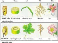 thảm thực vật - Lớp 8 - Quizizz