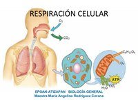 respiración celular - Grado 11 - Quizizz