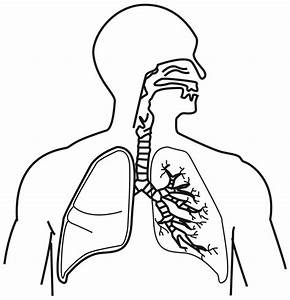 HUMAN RESPIRATORY SYSTEM | Science - Quizizz