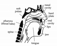 Karty anatomii - Klasa 9 - Quiz