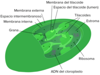 biologia vegetal Flashcards - Questionário