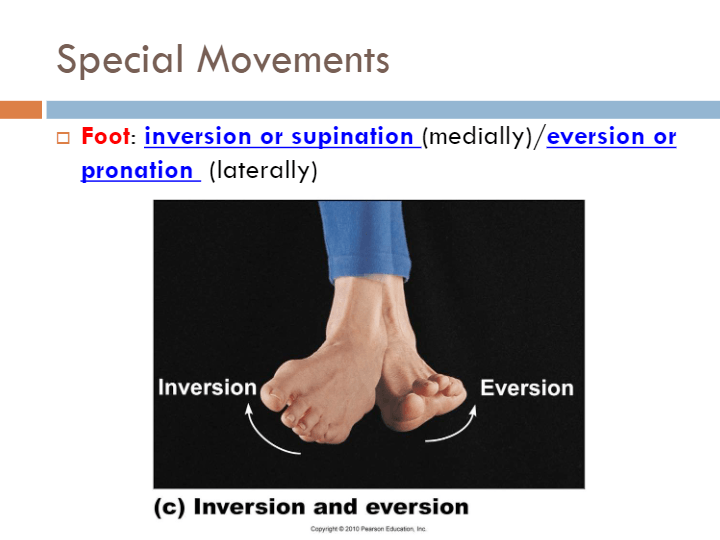 Joints and Articulations | Science - Quizizz