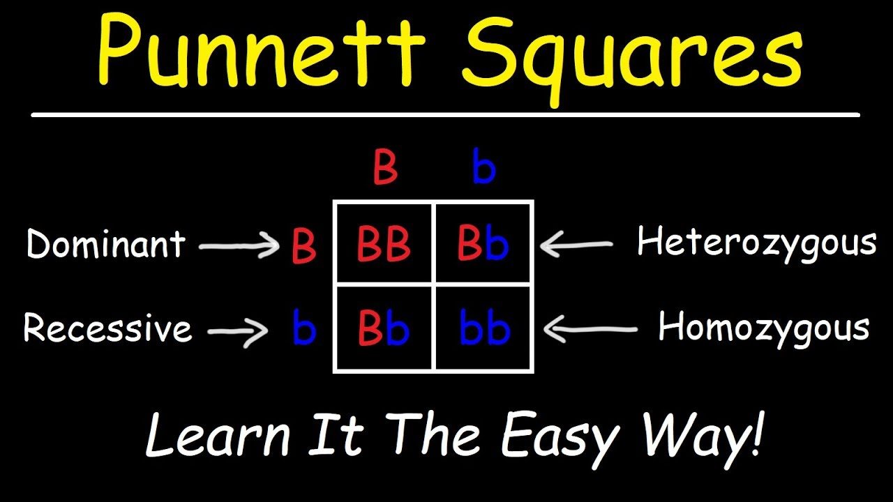 hình vuông Punnett - Lớp 9 - Quizizz