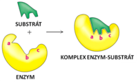 enzymy - Klasa 12 - Quiz