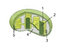 metabolisme - Kelas 12 - Kuis