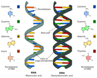 sintesis RNA dan protein - Kelas 8 - Kuis