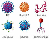 virus - Lớp 7 - Quizizz