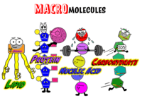 Quiz: Macromolecules