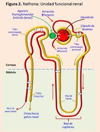 gene regulation - Year 6 - Quizizz