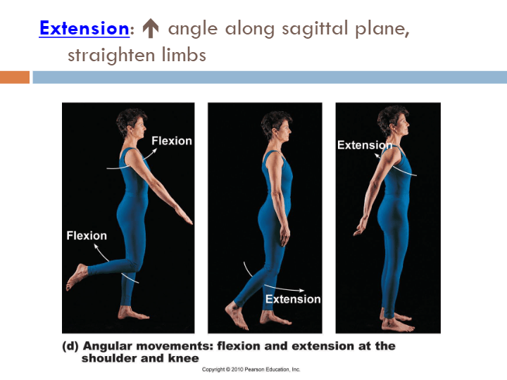 Joints and Articulations | Science - Quizizz