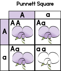 genetics vocabulary genotype and phenotype - Year 9 - Quizizz