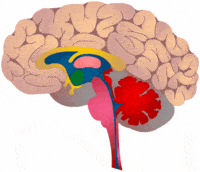 the nervous and endocrine systems - Year 4 - Quizizz