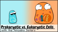 prokaryotes and eukaryotes - Class 10 - Quizizz