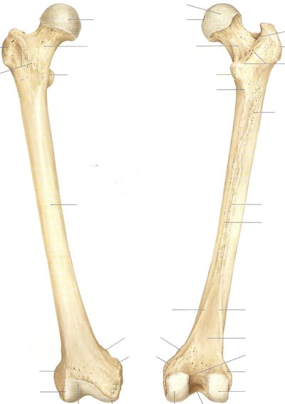 Osteología muslo - Quizizz