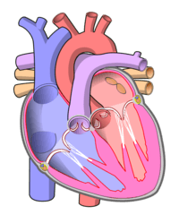 the circulatory and respiratory systems - Year 11 - Quizizz