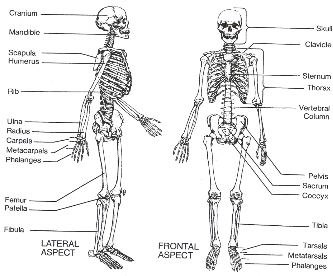 skeletal-system-questions-answers-for-quizzes-and-worksheets-quizizz