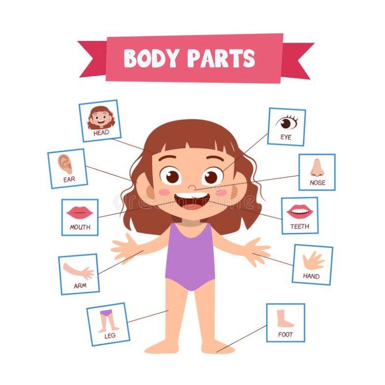 Body Parts | Science - Quizizz