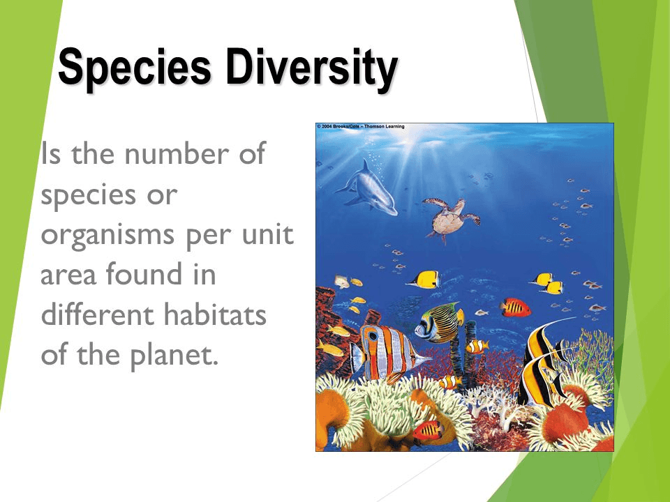 Measuring Biodiversity | Science - Quizizz