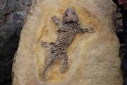 fossils - Grade 3 - Quizizz