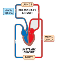 the circulatory and respiratory systems - Grade 1 - Quizizz