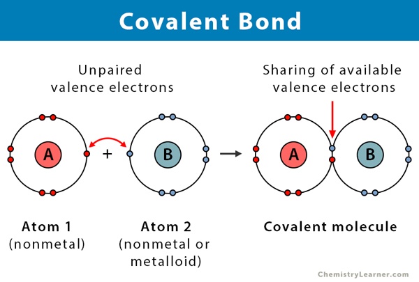 Covalent bond Basics | Quizizz