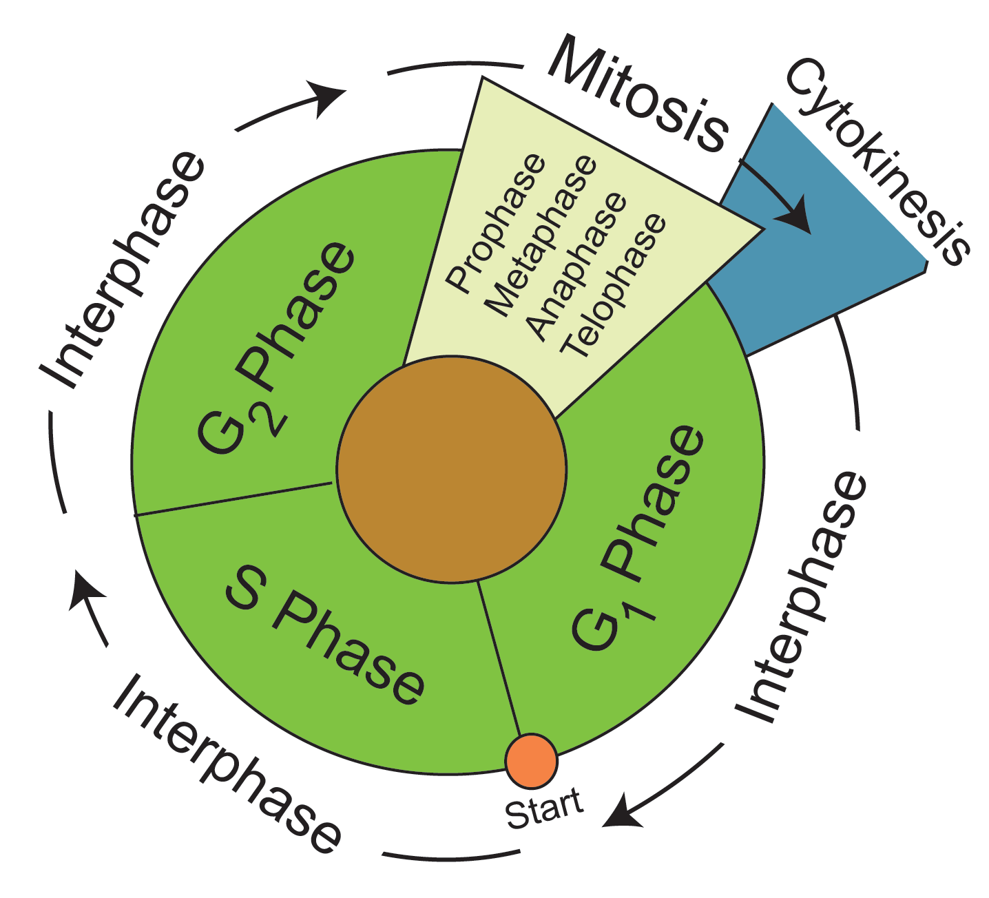 Understanding The Eukaryotic Cell Cycle Mini Review Bio Rad Cell - Riset