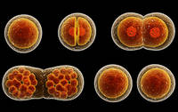 the cell cycle and mitosis - Class 12 - Quizizz