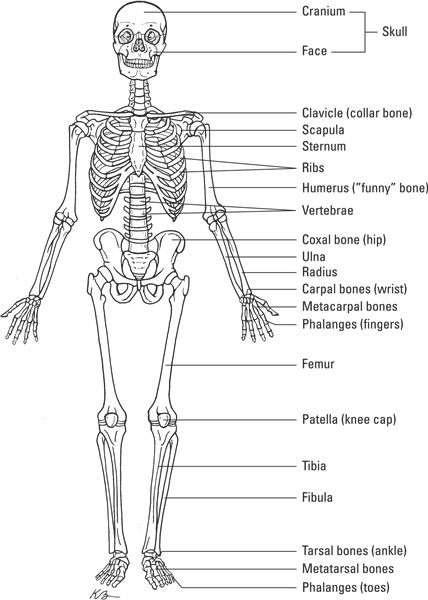 The Skeletal System English Quizizz   Cb50fe64 0761 43ec Ac76 Ddcb40c75f6d