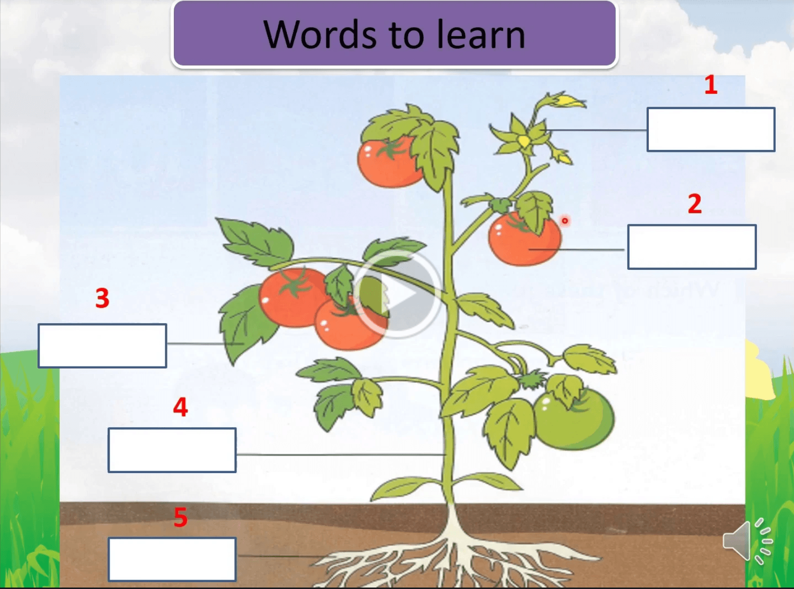 Plant Parts | English - Quizizz