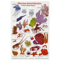 vertebrados e invertebrados - Grado 9 - Quizizz