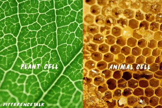 Plant vs Animal Cell | Biology Quiz - Quizizz