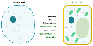 plant cell diagram - Grade 12 - Quizizz