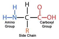 Amino Acids - Year 1 - Quizizz