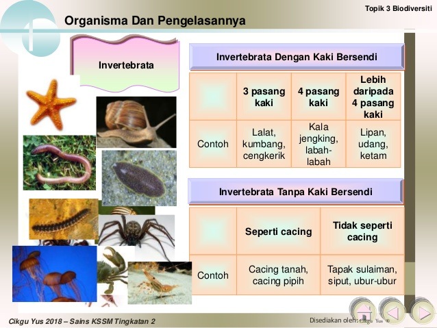 Invertebrata haiwan Hewan Vertebrata